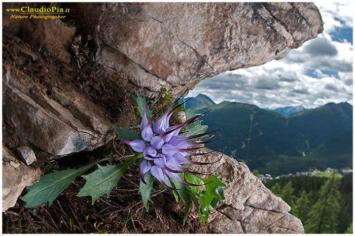 physoplexis comosa o raponzolo di roccia sulle dolomiti, fiori di montagna, alpini, dolomiti